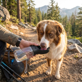 Gourde Chien 560ml — De l'Eau Partout, Facilement