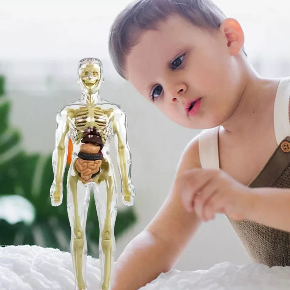 Torse Anatomique 3D — La Science en s'Amusant