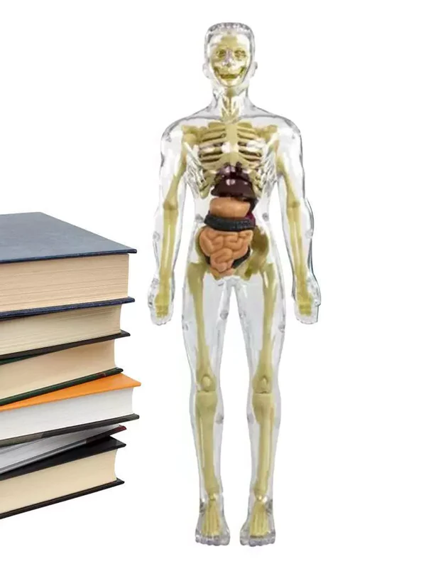 Torse Anatomique 3D — La Science en s'Amusant